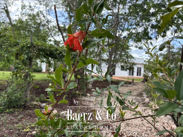 photo 10 A Private Yucatán Estate — A Life of Privacy, Nature and Independence