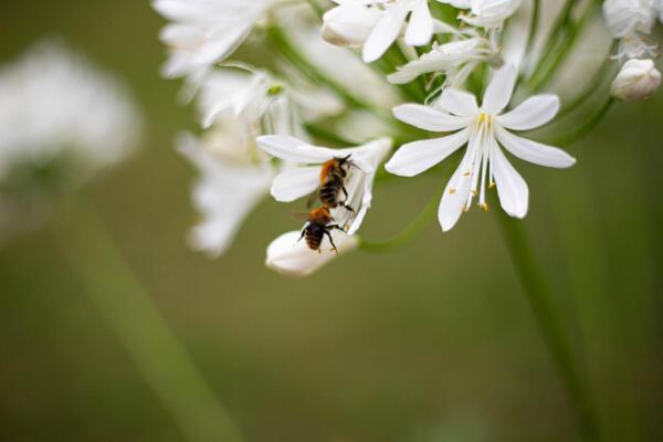 photo 66 Huisterheide 1