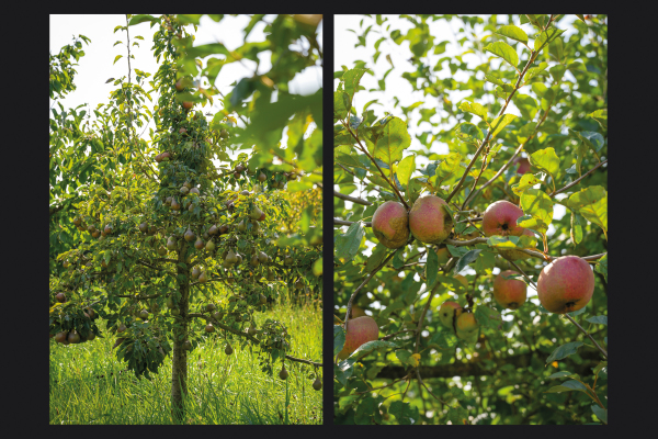 photo 63 Achterstraat 11 a